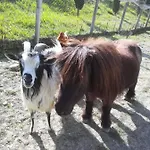 Selvella Farm stay Allerona